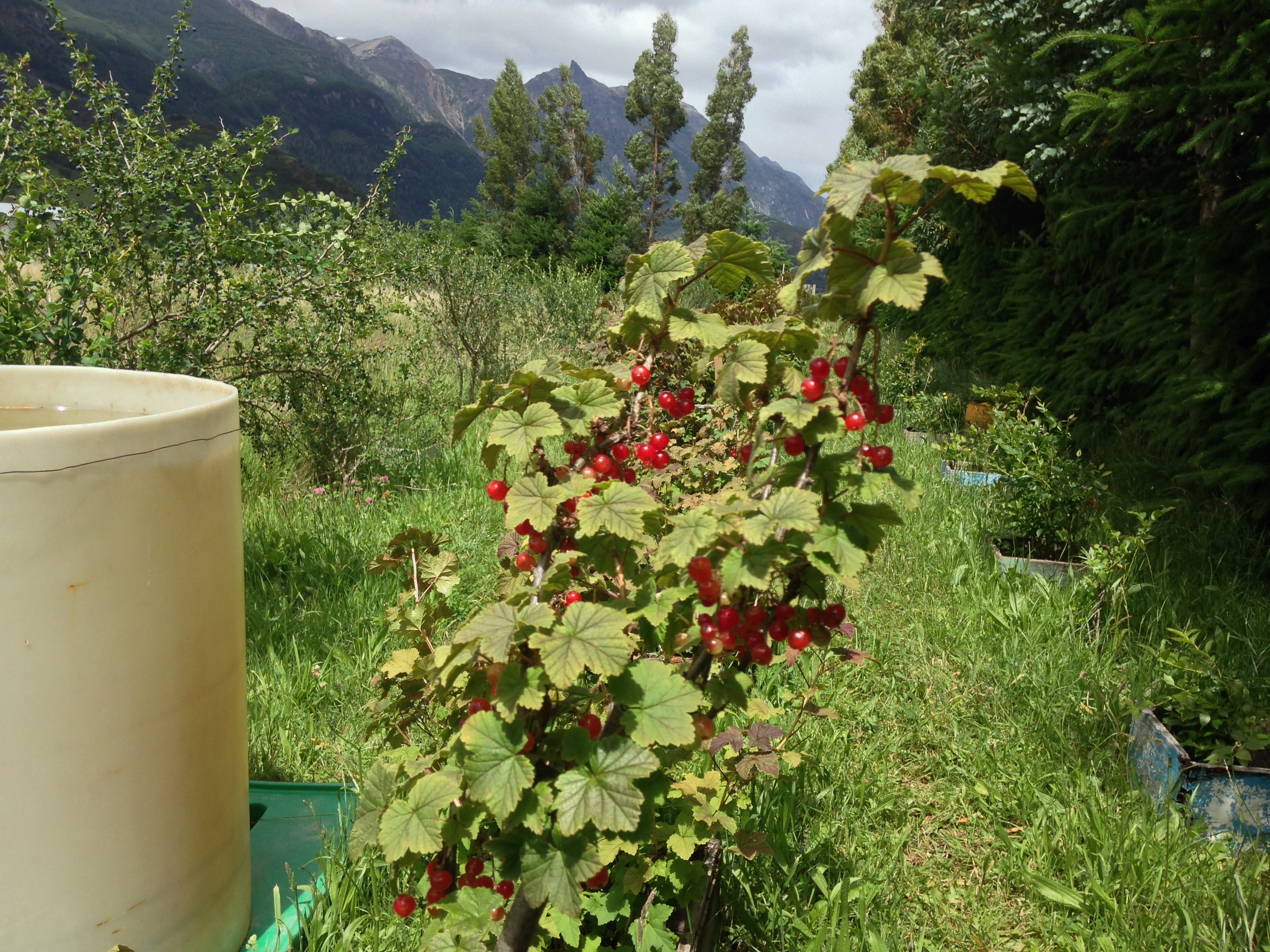 Zarzaparrilla nativa con bayas rojas en el Fundo La Pampita, Aysén, Patagonia